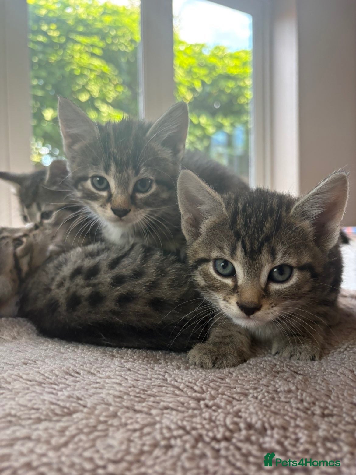 Mixed Breed cats Adorable kittens available this week - Advert 4
