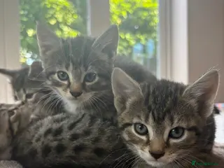 Mixed Breed cats Adorable kittens available this week - Advert 4
