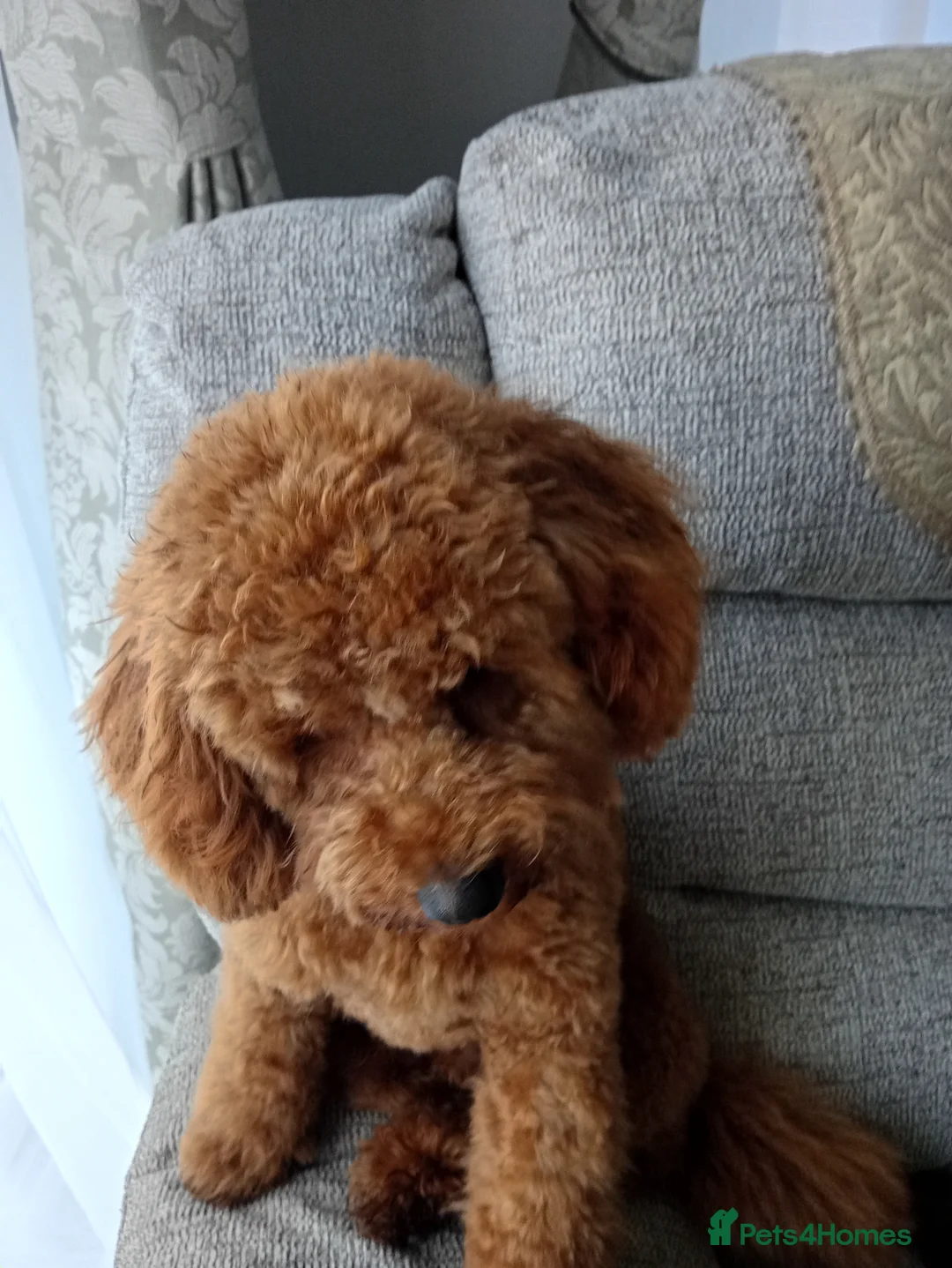 Cavapoo dogs for sale: Milo baby  in Bewdley - Advert 1