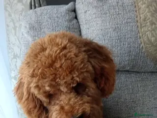 Cavapoo dogs Milo baby - Advert 1