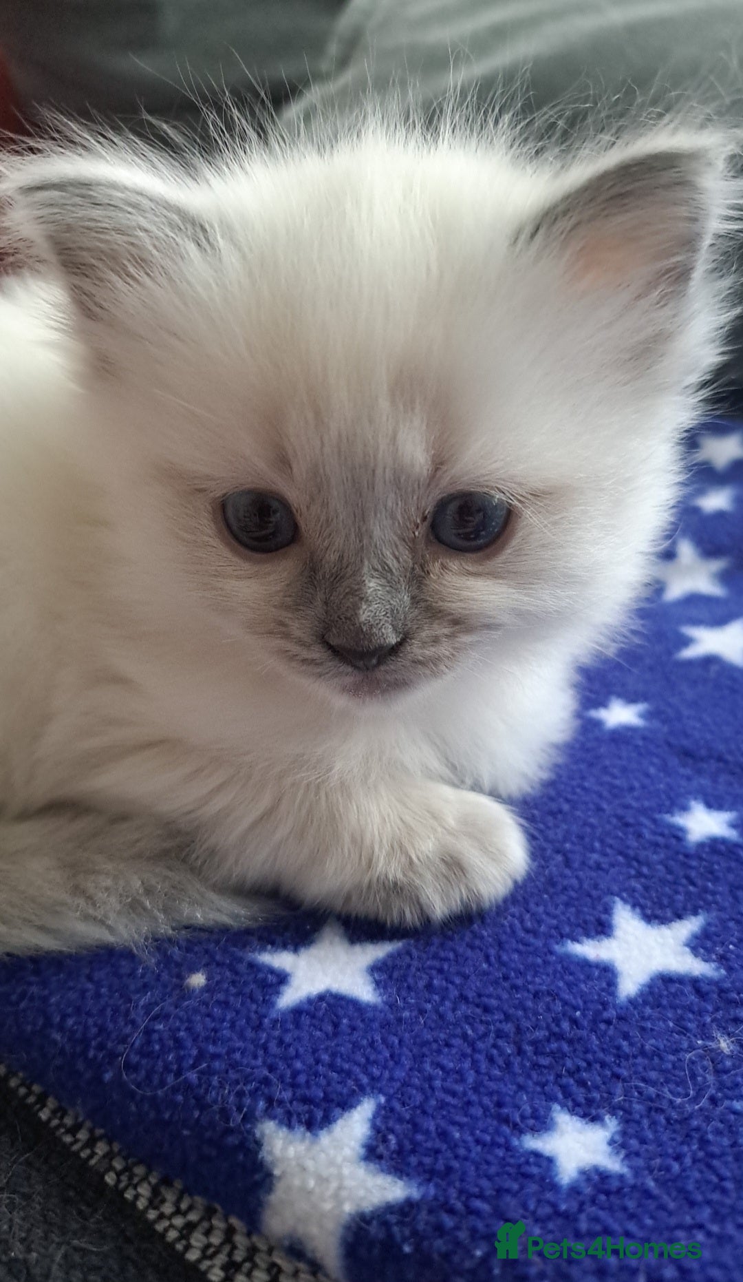 Ragdoll cats for sale: Ragdoll boys for new homes - Image 3