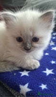 Ragdoll cats - Advert 5