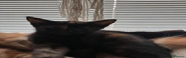 Mixed Breed 5