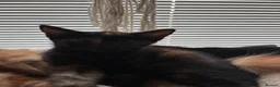 Mixed Breed cats for sale: Kittens for sale - Advert 7