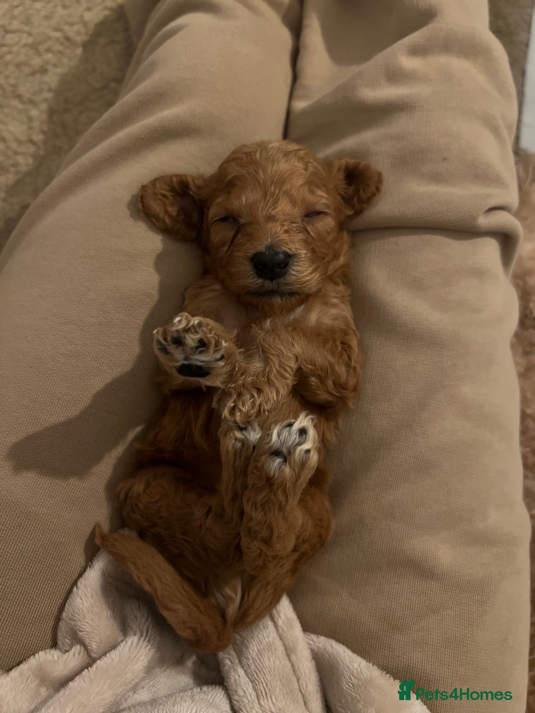 Mixed Breed dogs for sale: Cockapoochon Puppies.  - Image 11