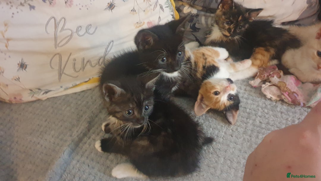 Mixed Breed cats for sale: 5 kittens looking for forever homes. - Image 7