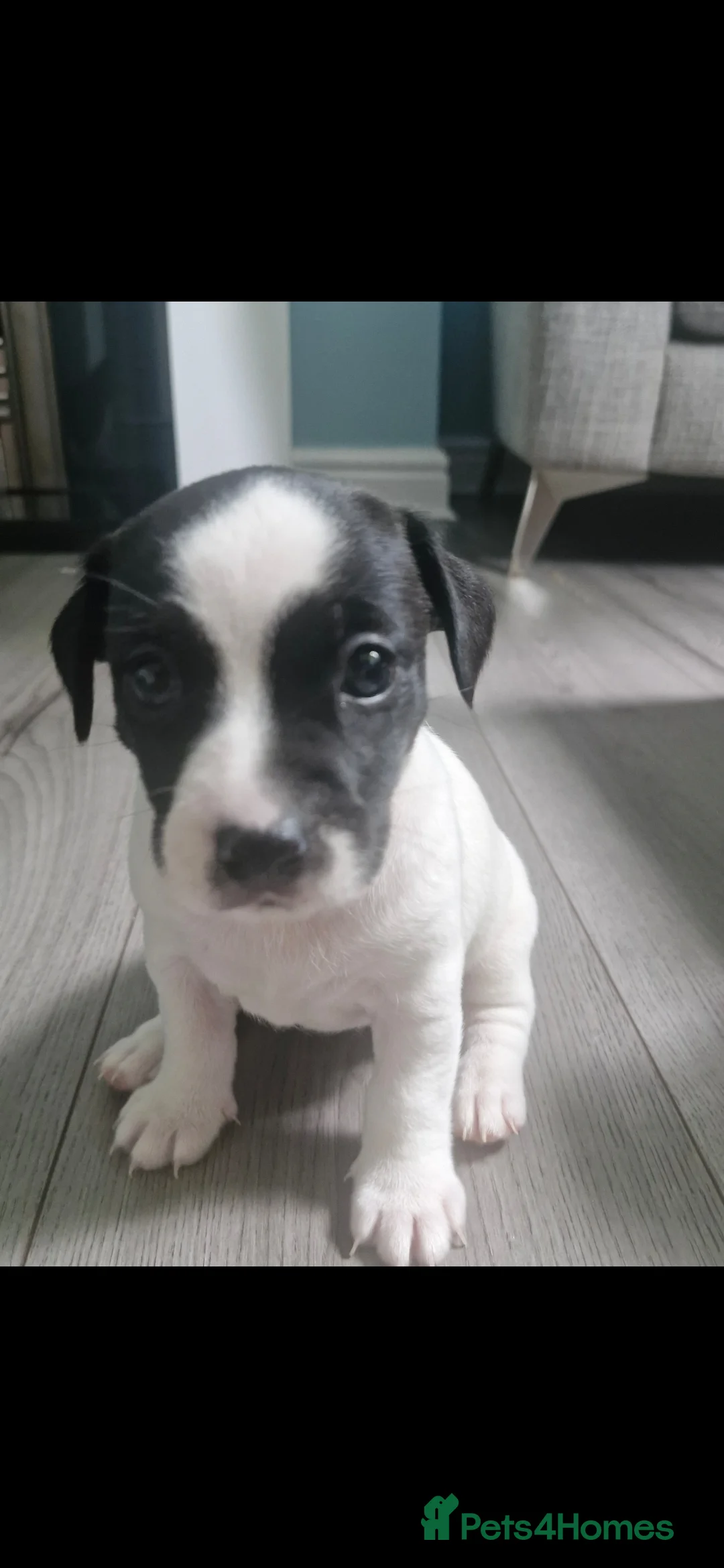Mixed Breed dogs for sale: Gorgeous puppies looking for their forever home in Carlisle - Advert 2