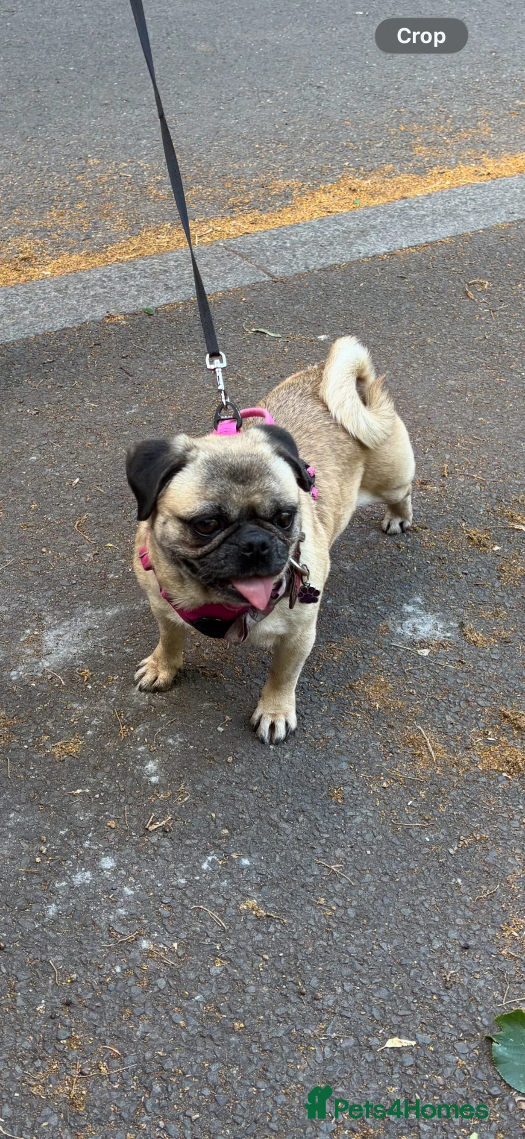 Pug dogs for sale: Beautiful pug - Advert 13