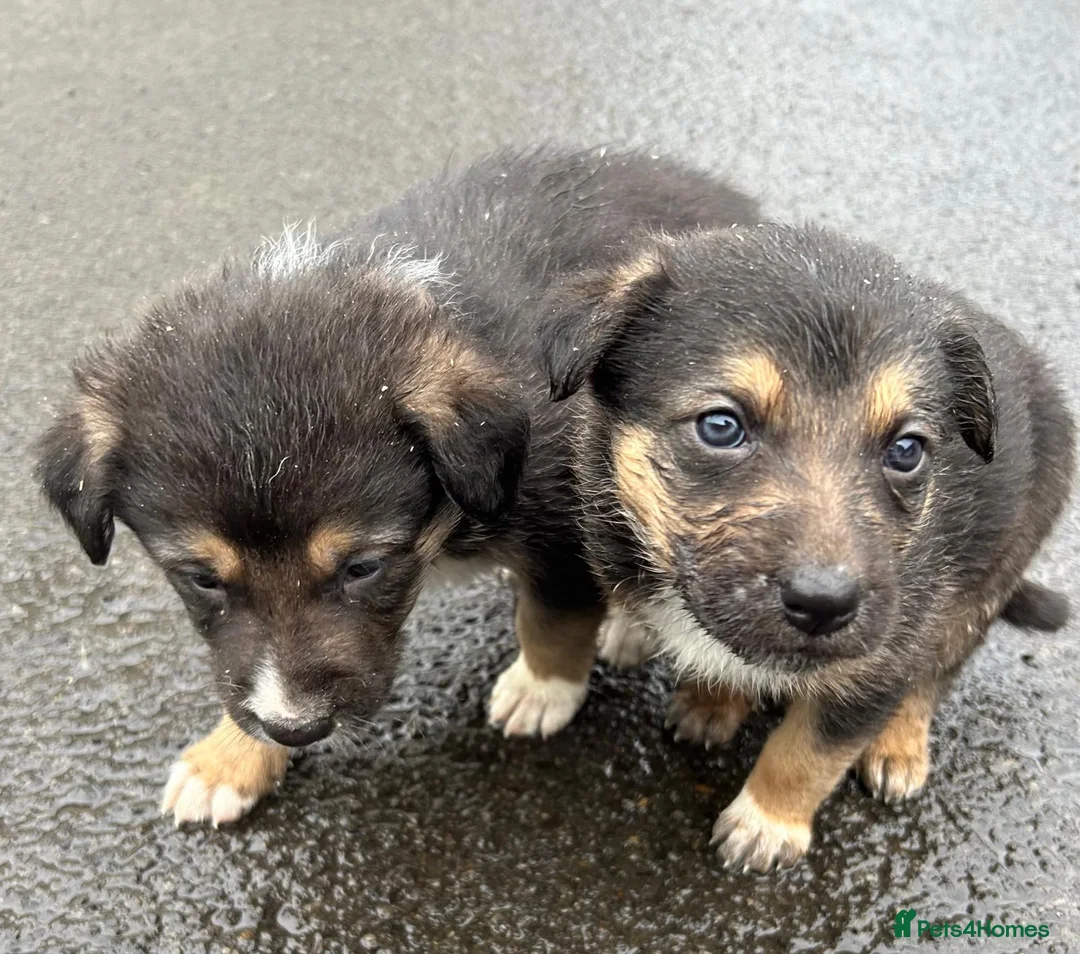 Mixed Breed dogs for sale: Shollie Pups(German Shepherd x Collie) - Advert 3