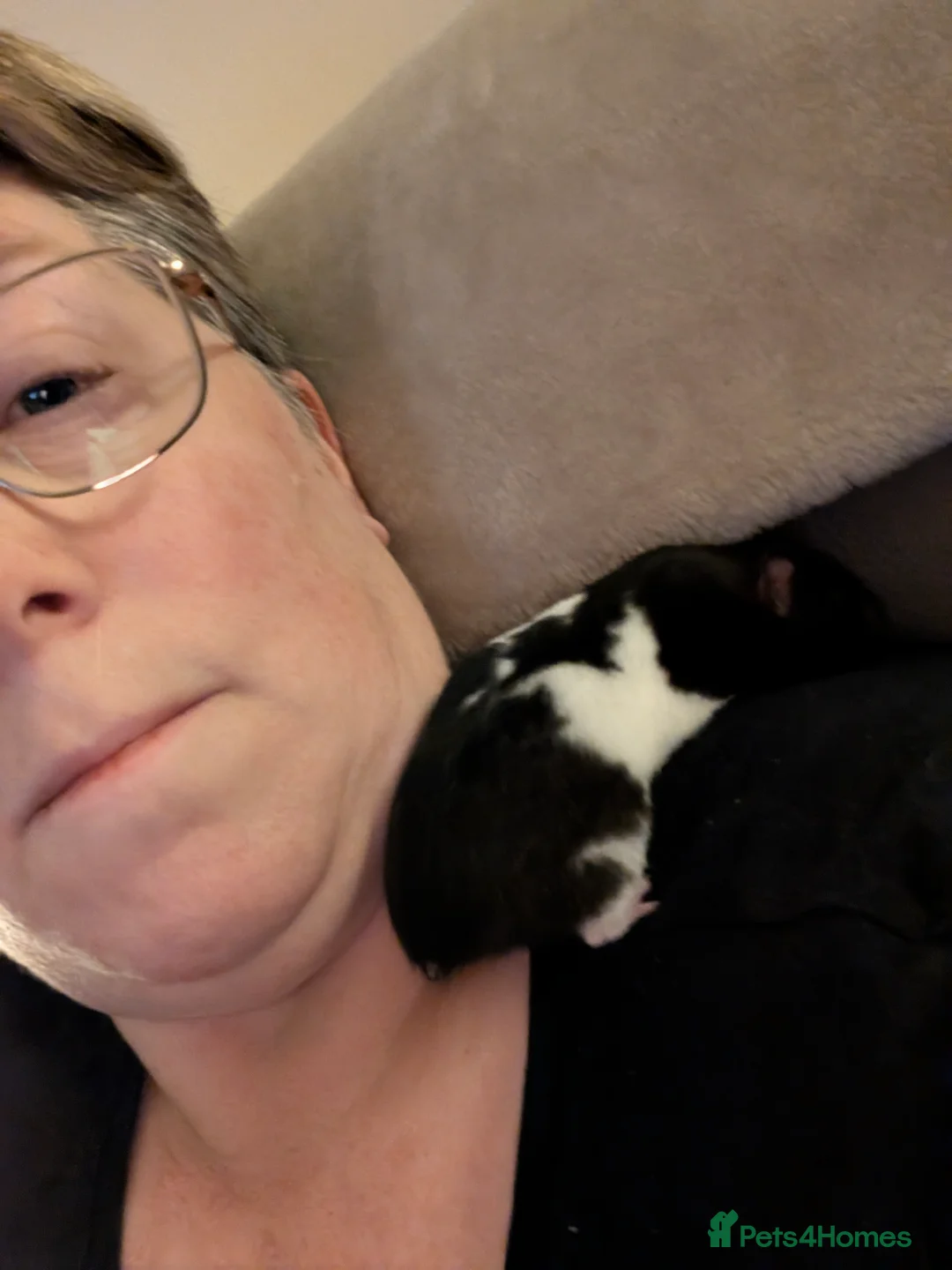 Hamster rodents for sale: Syrian hamster female  - Advert 6