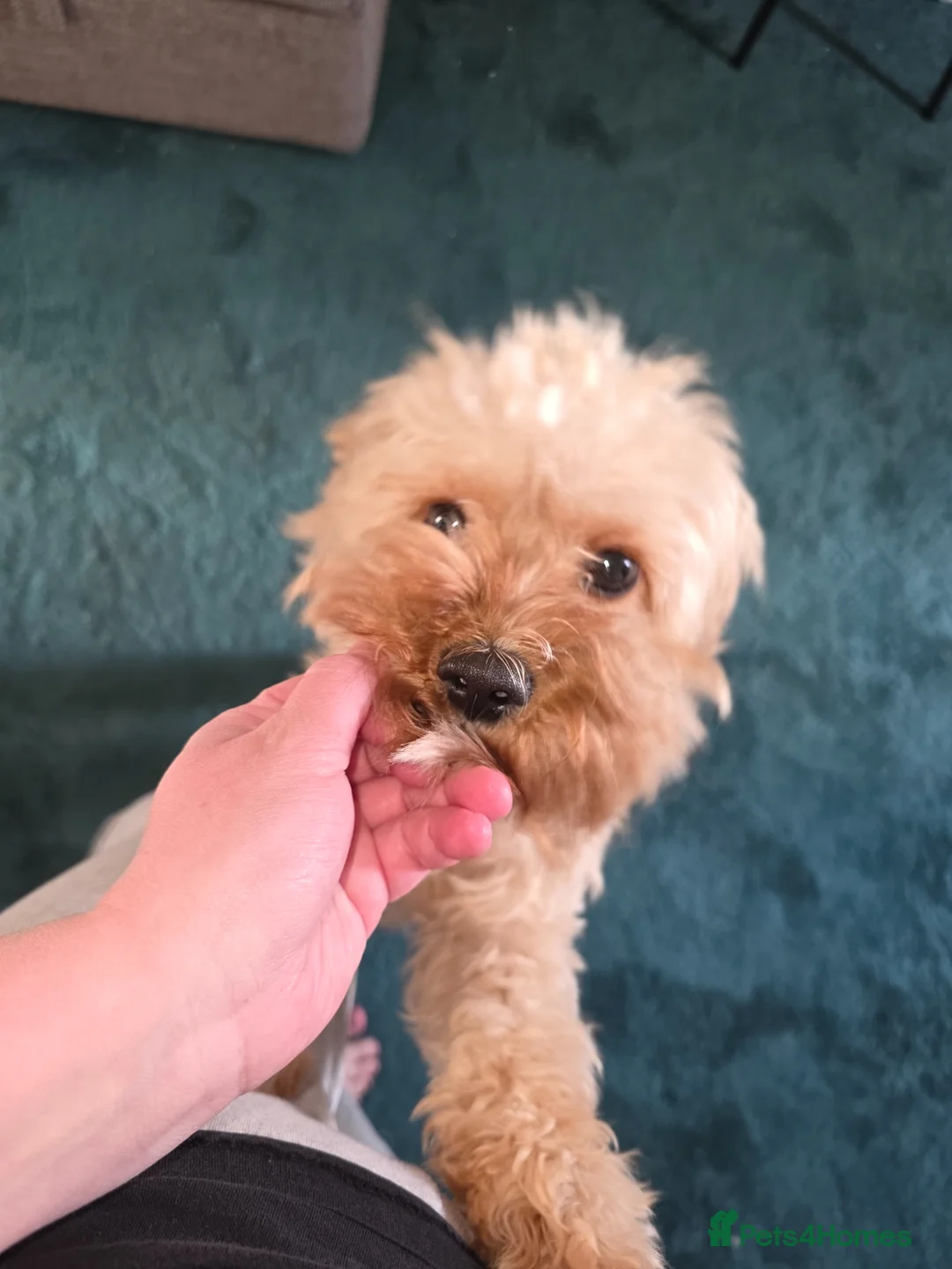 Cavapoo dogs for sale: Beautiful Cavapoo looking for new home - Advert 2