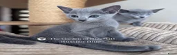 Russian Blue cats for sale: Beautiful full pedigree Russian Blue siblings  - Advert 6