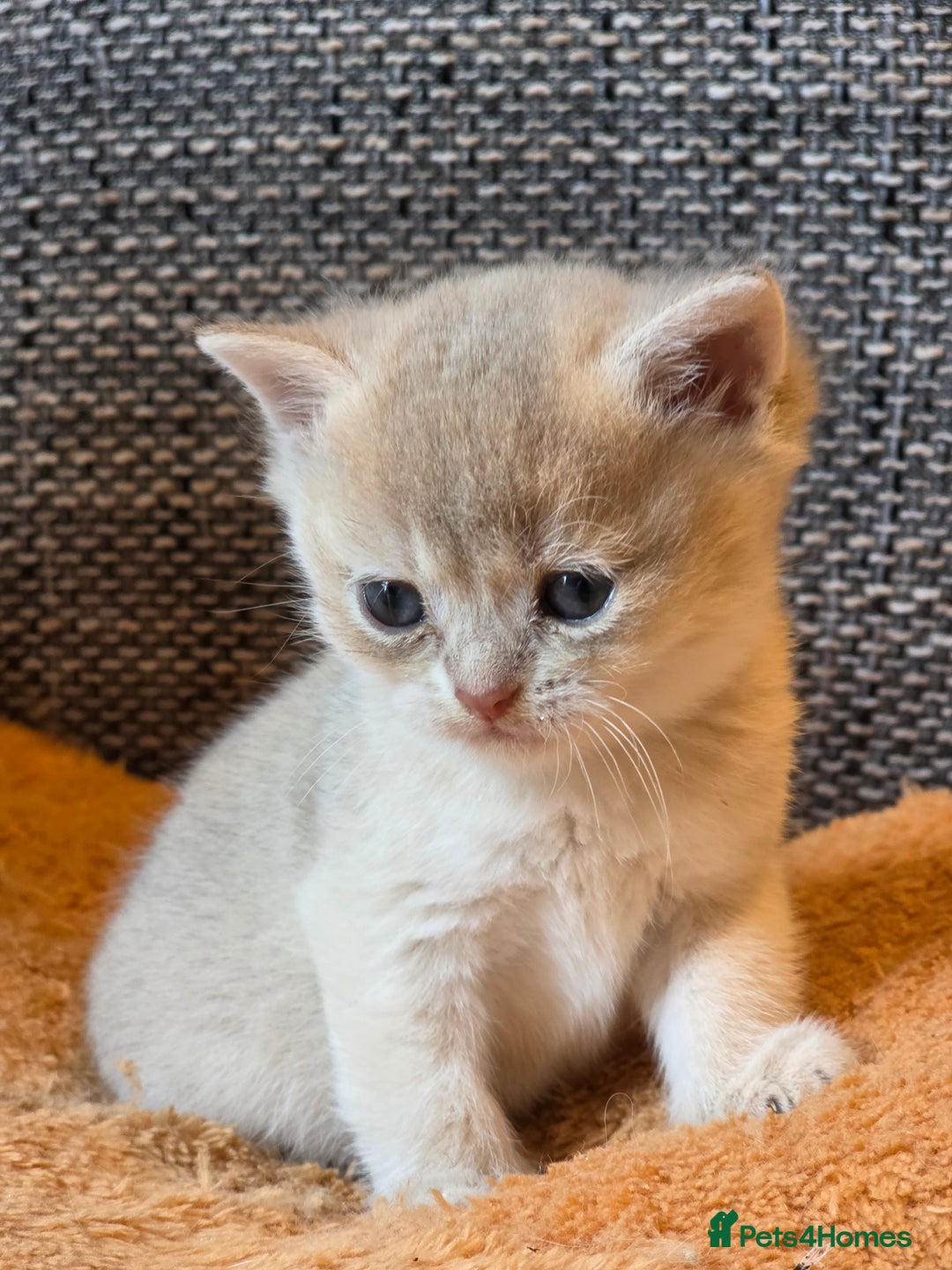 British Shorthair cats for sale: British shorthair Tica😻😽🐈😺😍🌹🌸🌼 - Advert 14