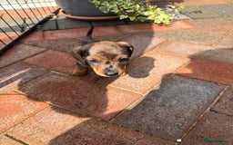 Miniature Dachshund dogs for sale: Miniature dachshund puppies  - Image 7