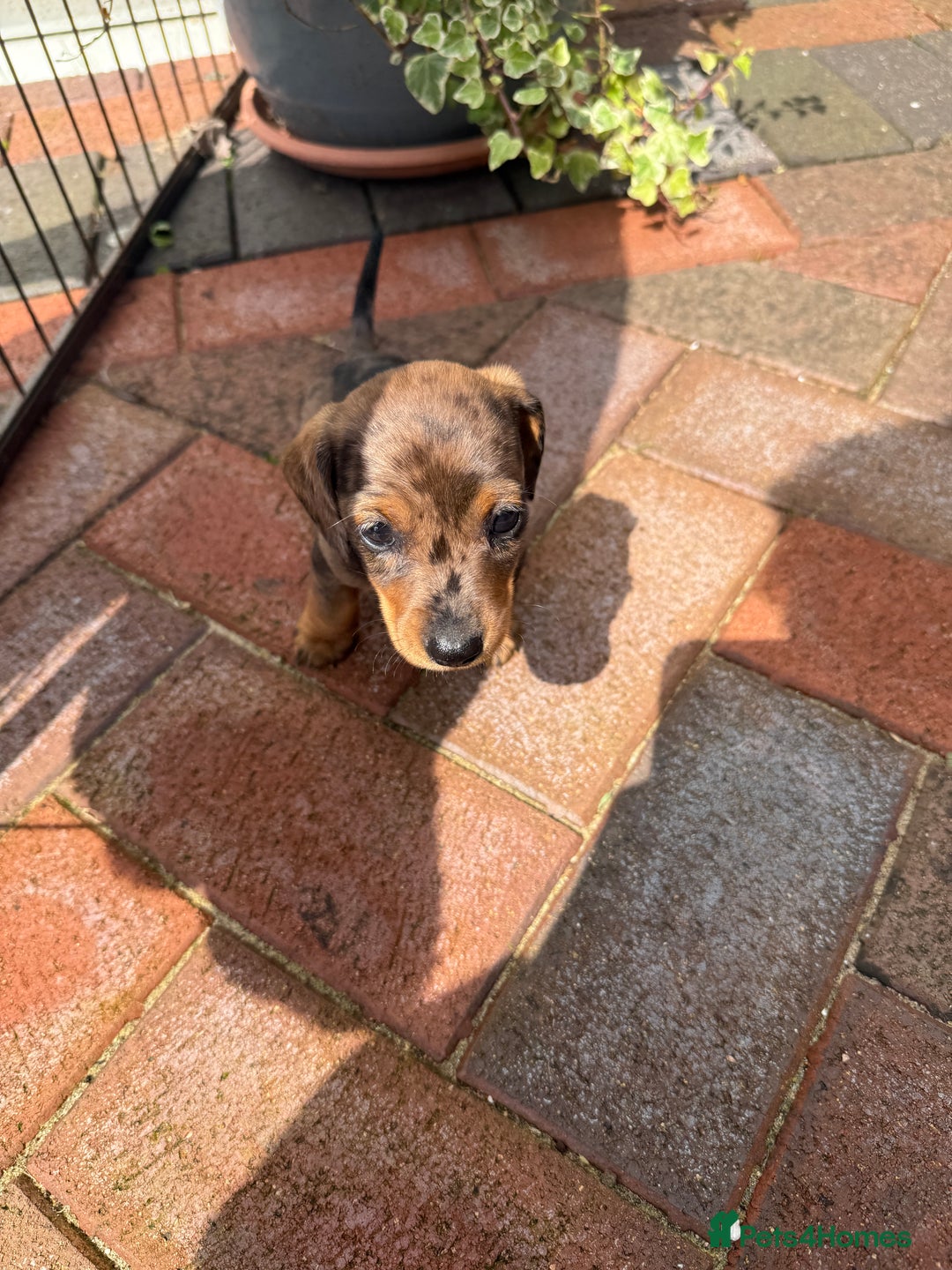 Miniature Dachshund dogs for sale: Miniature dachshund puppies  - Image 7