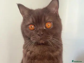 Scottish Fold cats British Shorthair x Scottish Fold Kittens - Advert 17