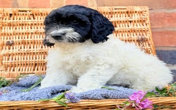 Cockapoo dogs for sale:  cockapoo puppies **READY GO GO** - Image 9