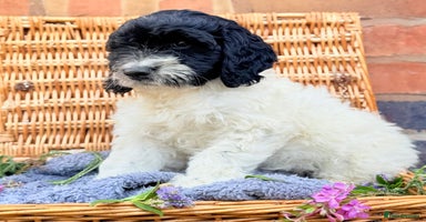 Cockapoo dogs - Advert 3