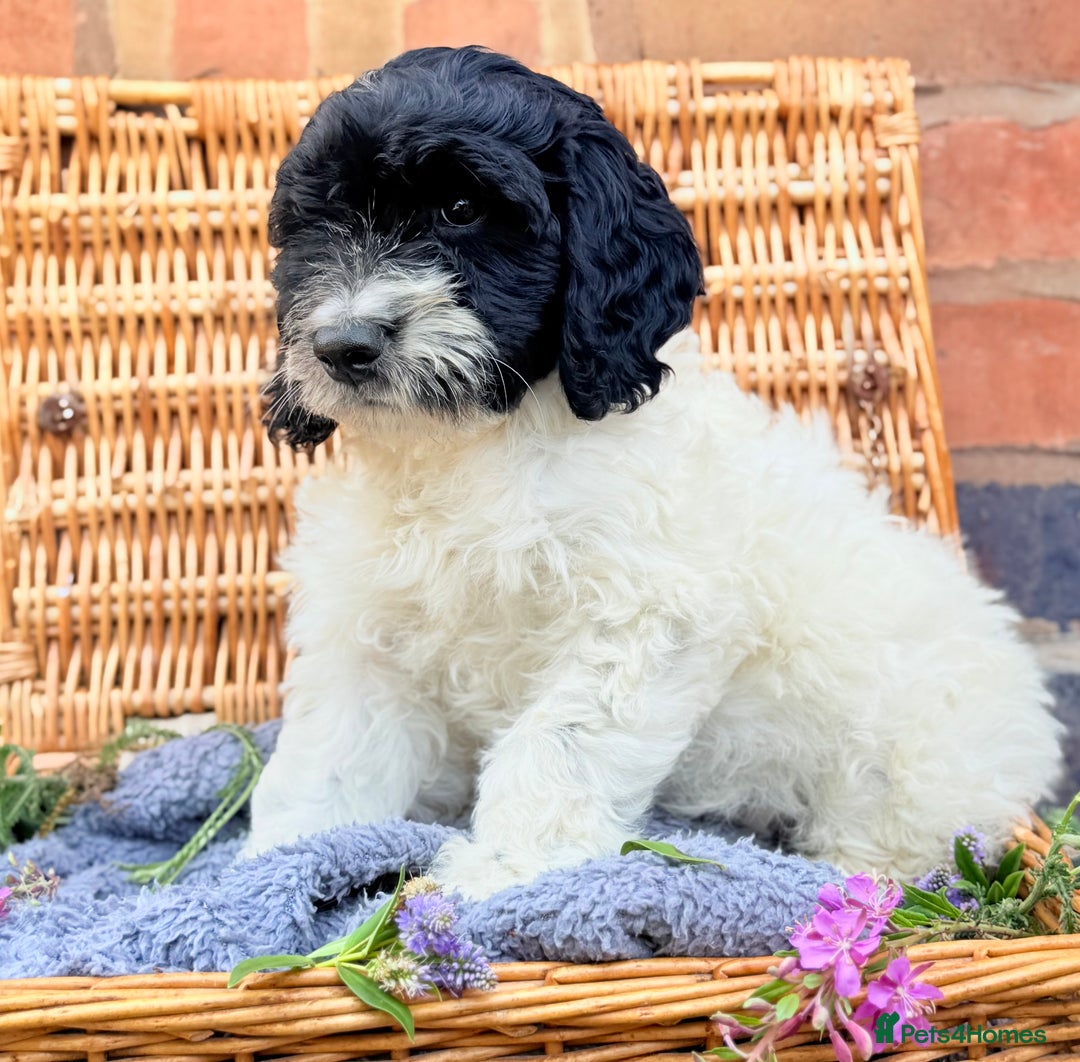 Cockapoo dogs for sale:  cockapoo puppies **READY GO GO** - Image 9