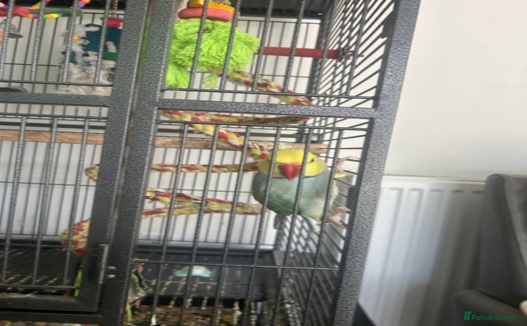 Ringnecks birds - Advert 1