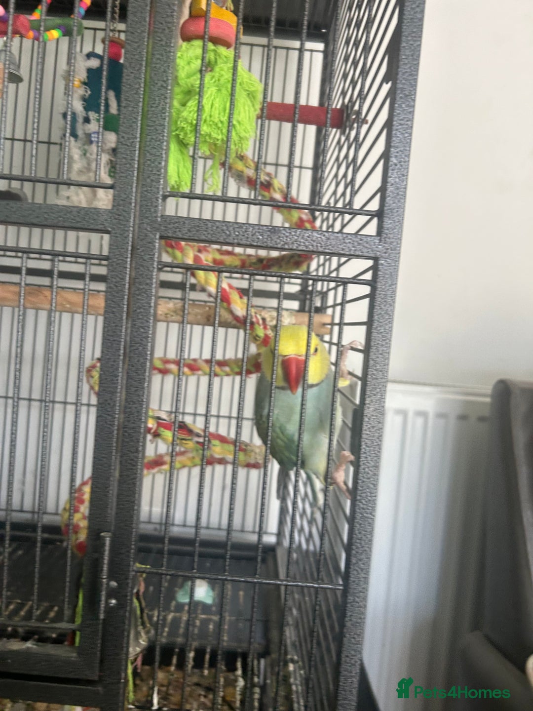 Ringnecks birds for sale: Ring neck parrot for rehome  - Image 1