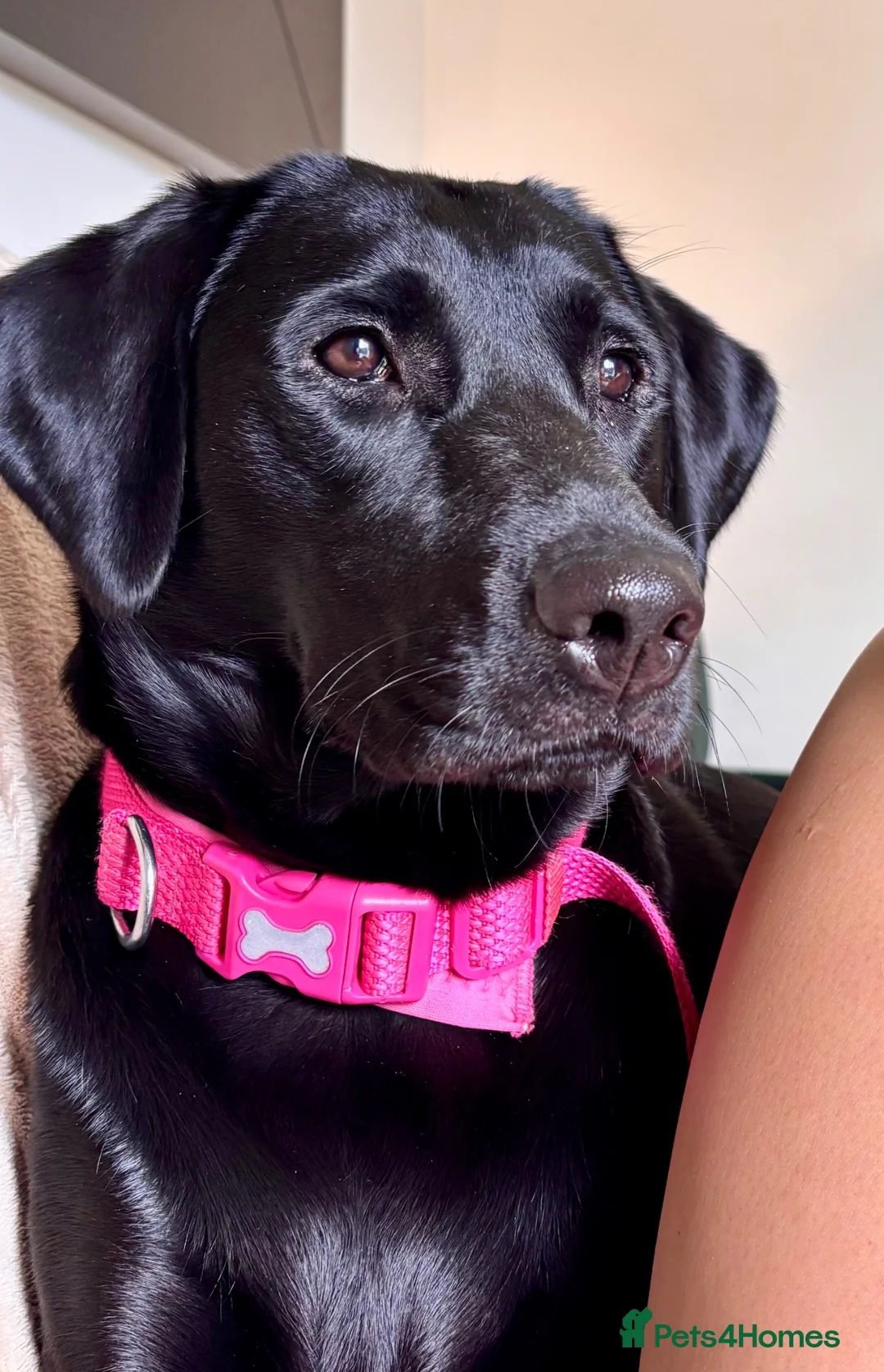 Labrador Retriever dogs for sale: Molly one year old female Labrador pup black  - Advert 2