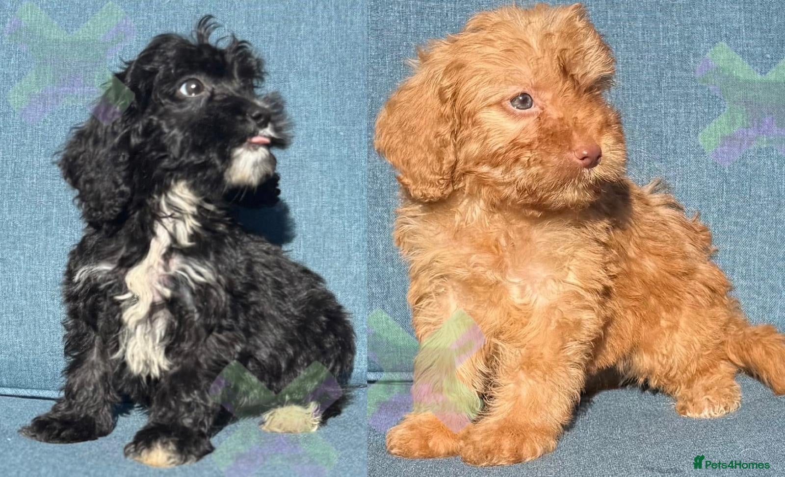Cockapoo dogs F1 mini Cockapoo’s 30 dna health tested clear  - Advert 1
