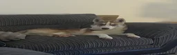 Siberian Husky dogs for sale: Beautiful Siberian Husky - Advert 2