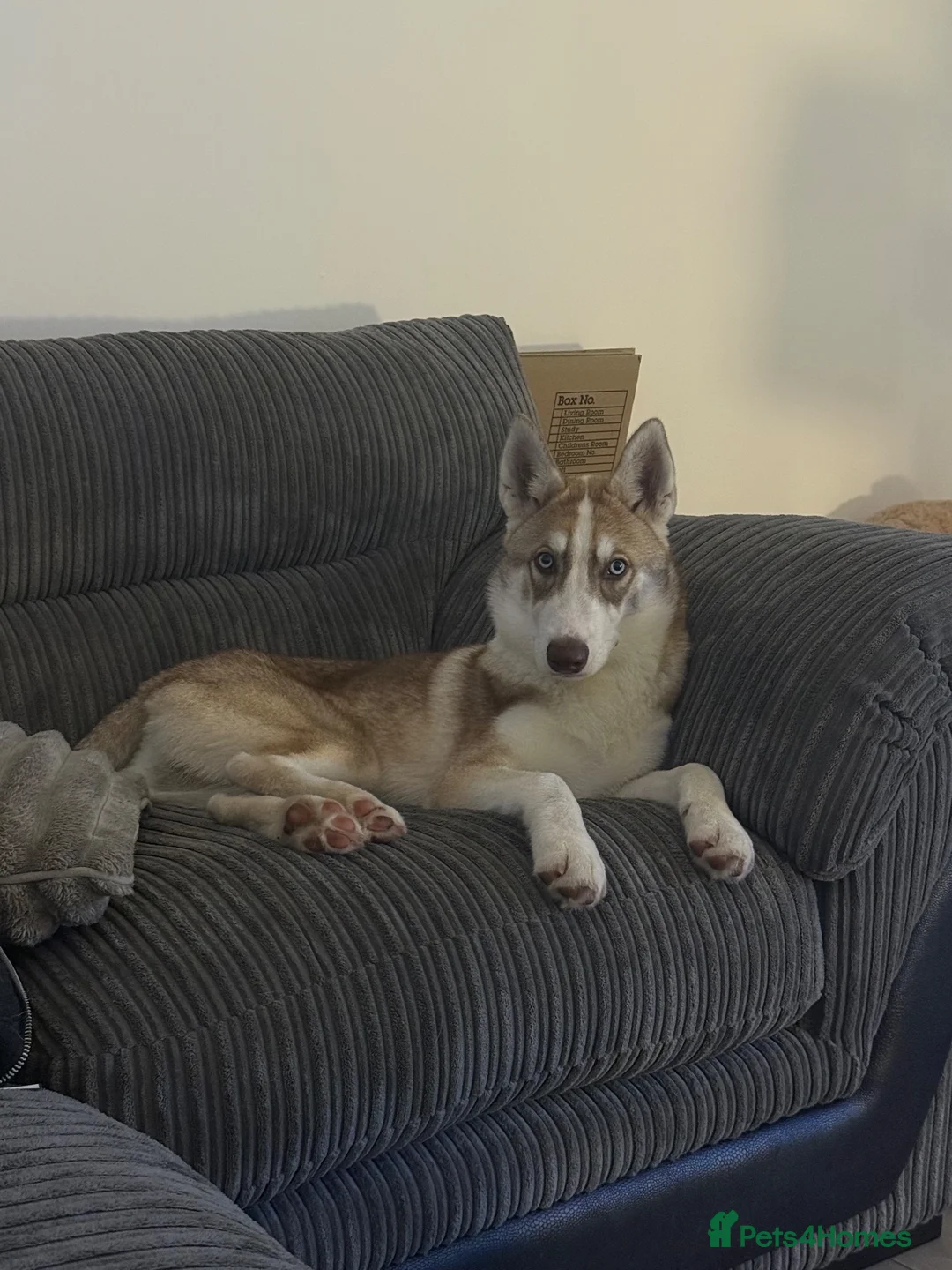 Siberian Husky dogs for sale: Beautiful Siberian Husky - Advert 2
