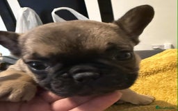 French Bulldog dogs for sale: pupis - Image 7