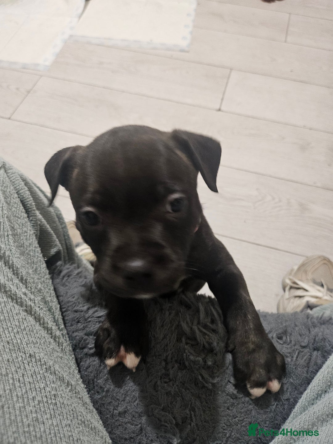 Staffordshire Bull Terrier dogs for sale: Staffie puppies - Advert 6