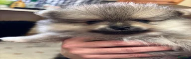 Pomeranian 1