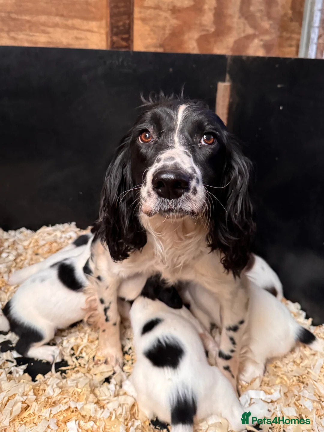 English Springer Spaniel dogs for sale: 6 Beautiful Black & White Springer Spaniel Puppies - Advert 5