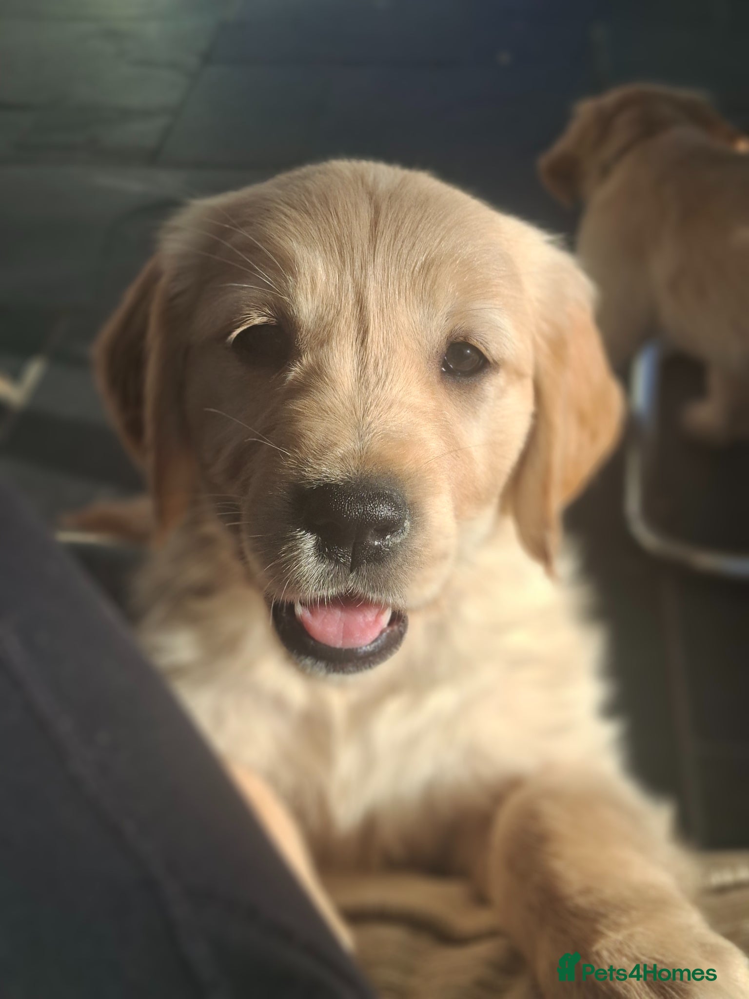 Golden Retriever dogs 🐾 Beautiful Golden Retriever Puppies for Sale 🐾 - Advert 3