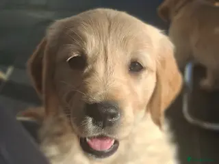 Golden Retriever dogs 🐾 Beautiful Golden Retriever Puppies for Sale 🐾 - Advert 3