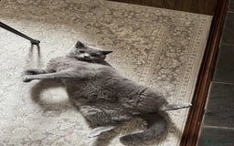 British Shorthair cats for sale: British Shorthair Male — experience needed! - Advert 19