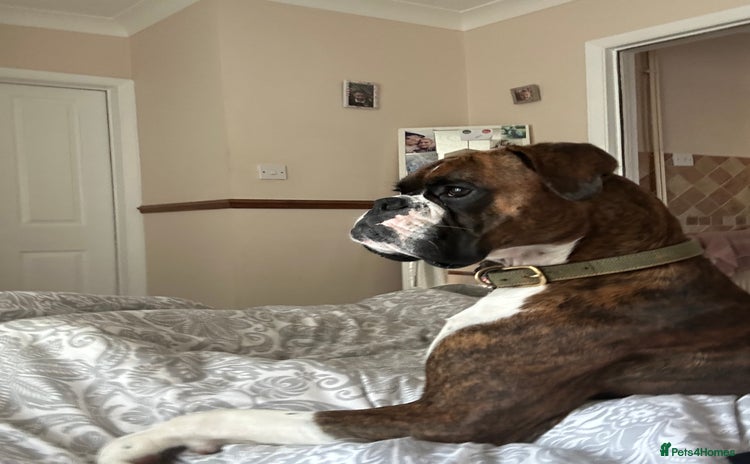 Boxer dogs - Advert 5
