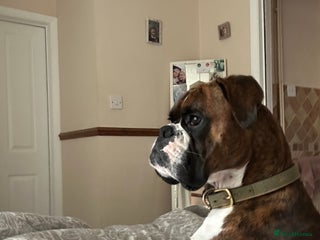 Boxer dogs - Advert 6