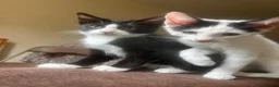 American Shorthair cats for sale: 6 lovely kittens, playful and cuddly  - Advert 5
