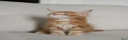 Maine Coon cats for sale: 5 Beautiful Russian Import Kittens TICA - Advert 6