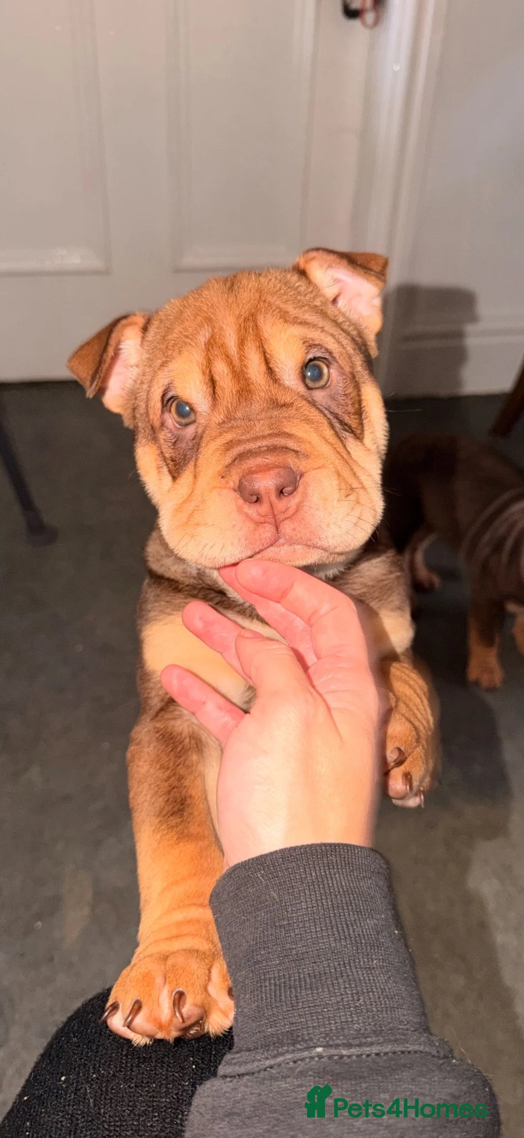 Mixed Breed dogs for sale: Beautiful Bull-Pei puppies  - Advert 1