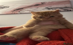 British Shorthair cats for sale: Re homing this Beautiful Boy - Image 2