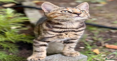 Mixed Breed cats - Advert 14