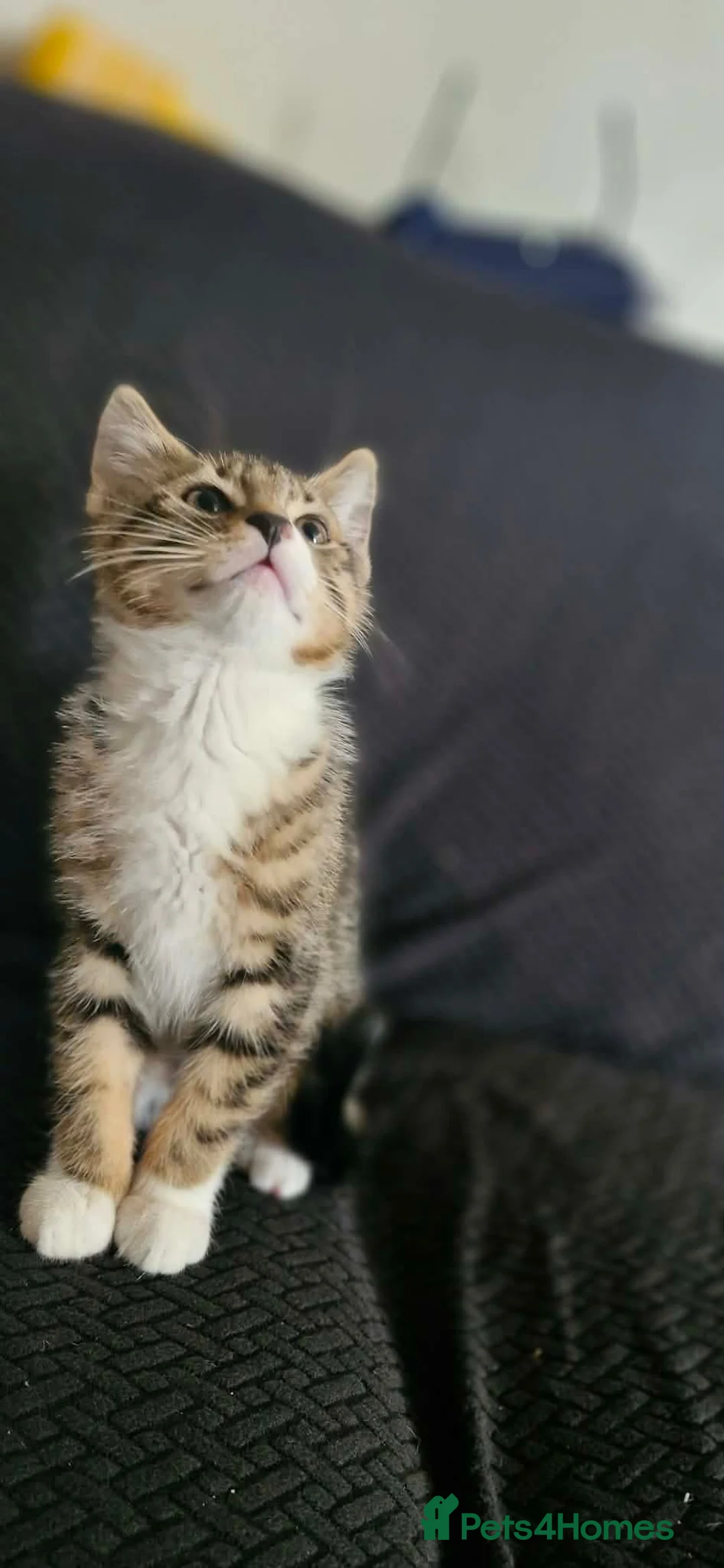 Mixed Breed cats for sale: 2 adorable kittens - Advert 2