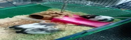 Hamster rodents for sale: Syrian hamsters, friendly, hand-tamed in Northampton - Advert 5