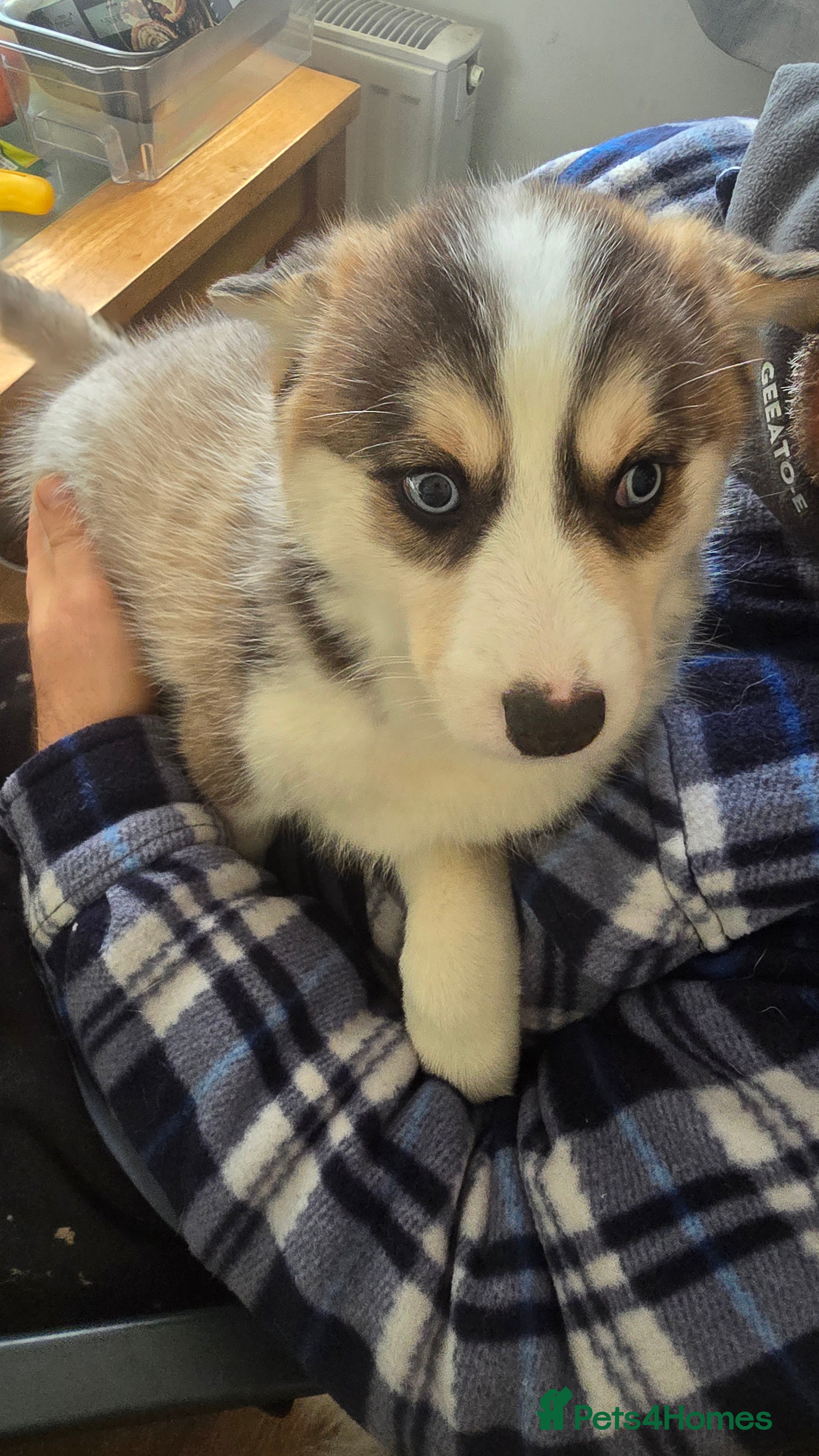 Pomsky dogs Pomsky Puppies for Sale - Advert 1