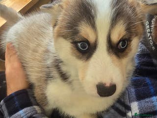 Pomsky dogs Pomsky Puppies for Sale - Advert 5
