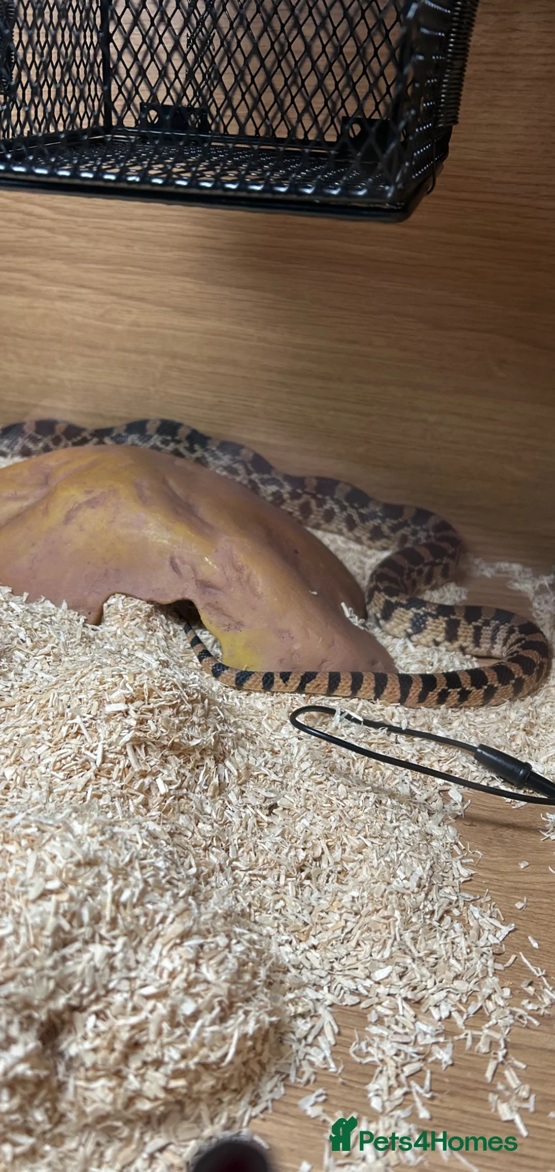 Snake reptiles for sale: Normal Female BullSnake CB24 in Barnsley - Advert 2