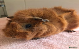 Guinea Pig rodents for sale: Two young Sows and Older boars - Image 13