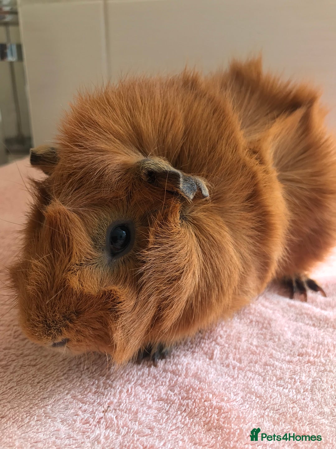Guinea Pig rodents for sale: Two young Sows and Older boars - Image 13